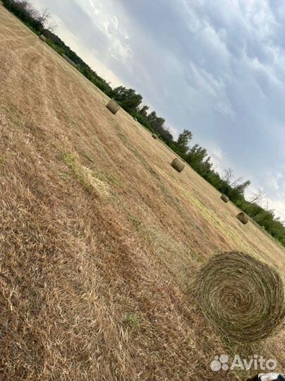 Сено зеленое с доставкой