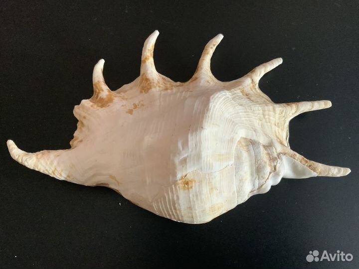 Морские ракушки крупные