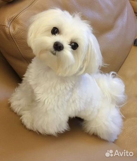 Стрижка собак