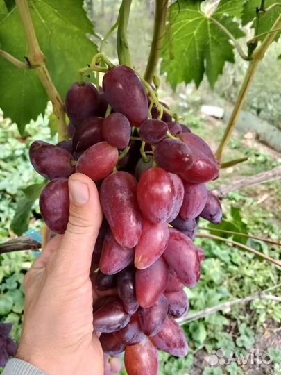 Черенки винограда