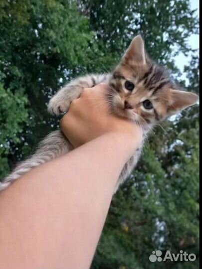 Котята норвежская лесная