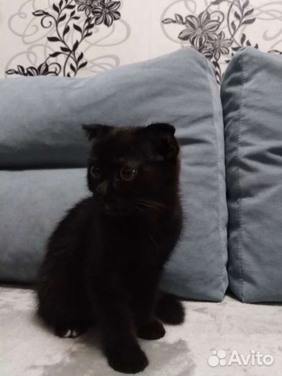 Британская кошка в дар