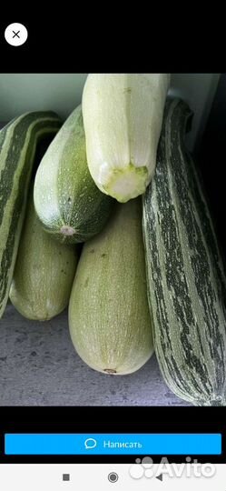 Кабачки домашние свежие