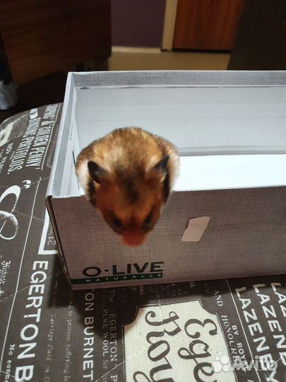 Сирийский хомяк с клеткой