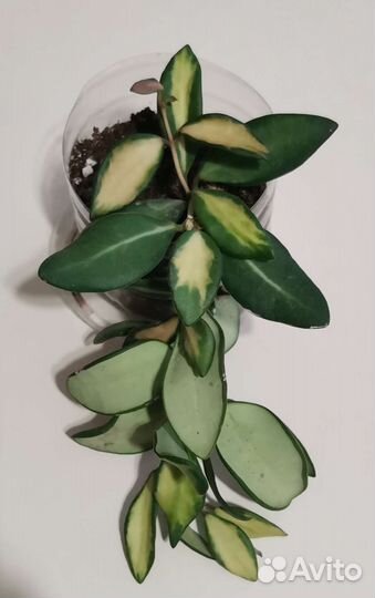 Хойя тсанги вариегатная, полинeйpа Альбо