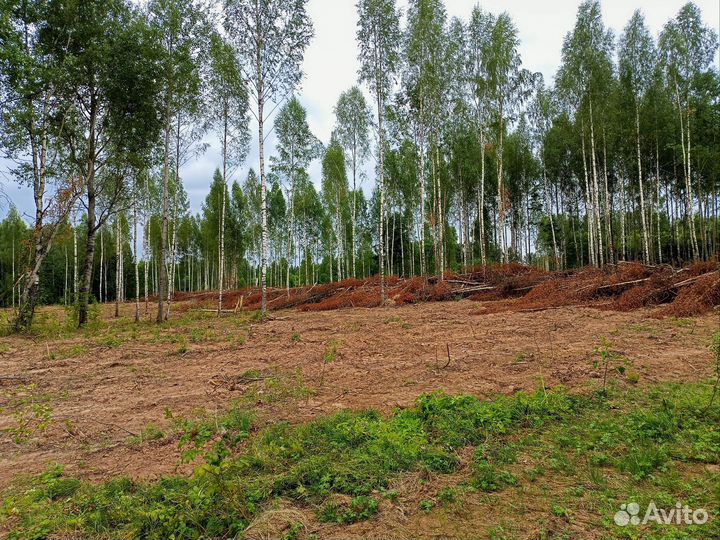 Берёза, осина кругляк