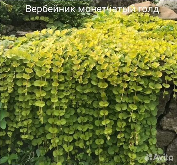 Вербейник монетчатый голд