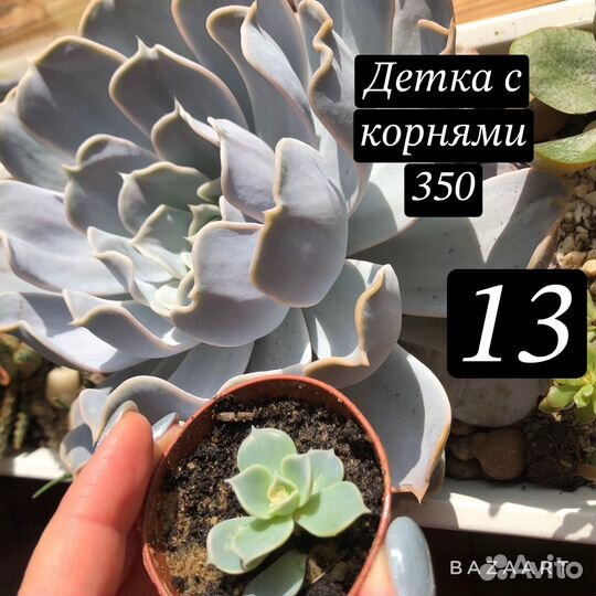 Суккуленты: эхеверия, крассула