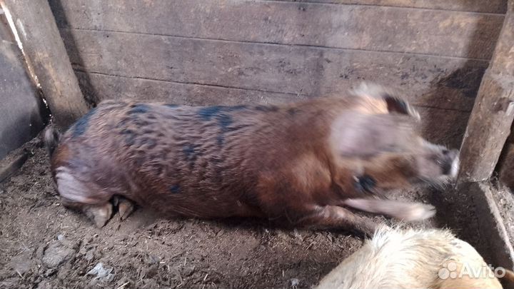 Хряк на племя