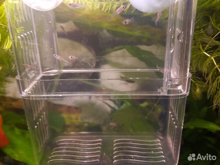 Роголистник