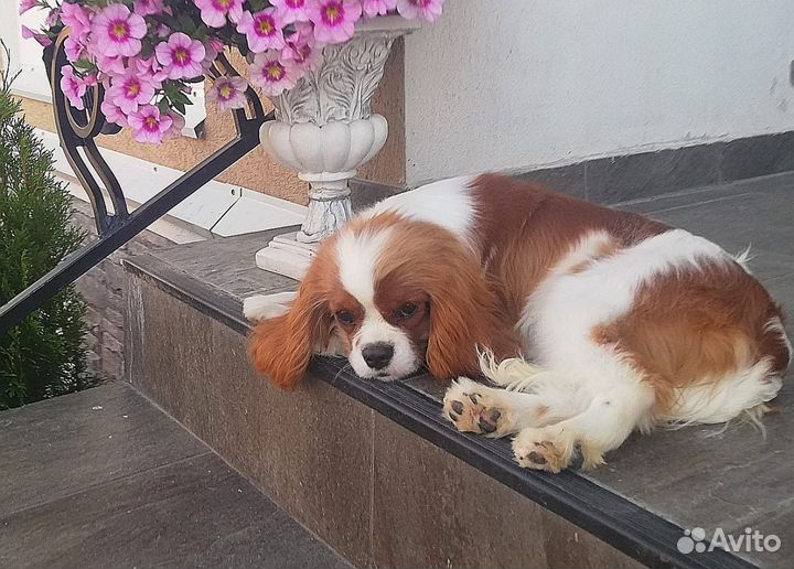 Фенечка девочка Кавалер Кинг Чарльз Спаниель