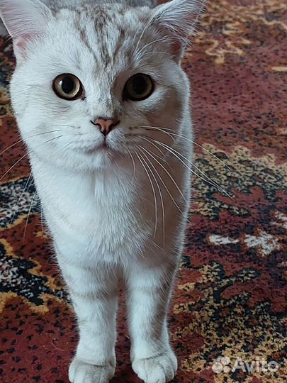 Шотландский кот на вязку