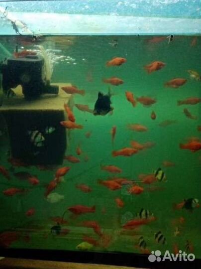 Аквариумные рыбки