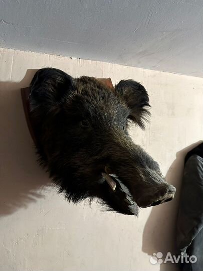 Чучело головы кабана