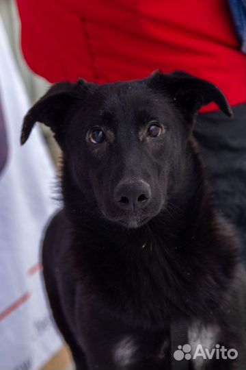 Особенная собака в добрые руки