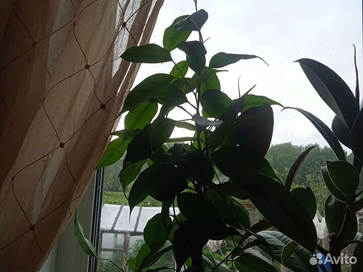 Фикус бенджамина