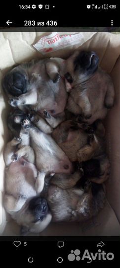 Щенки мопса