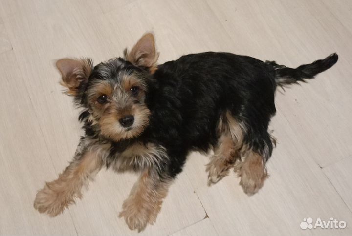 Йоркширский терьер девочка
