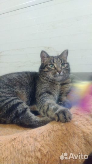 Молодой кот Василий ищет дом