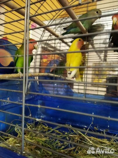 Попугай неразлучники, могу выслать видео