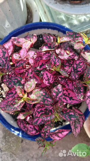 Комнатные растения