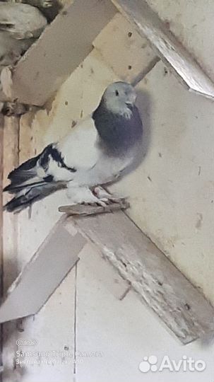 Бойные такла таджики