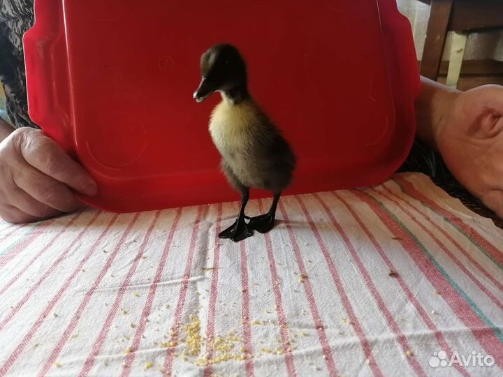 Гусята, утята