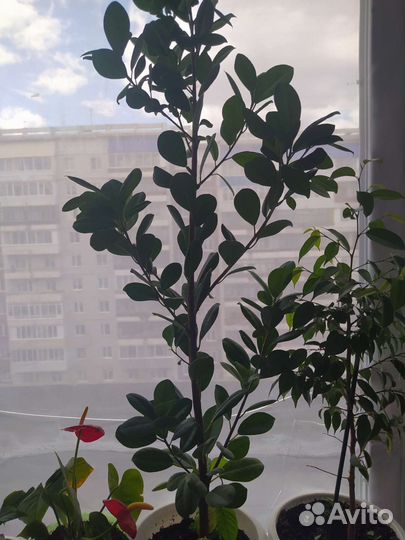 Комнатные цветы