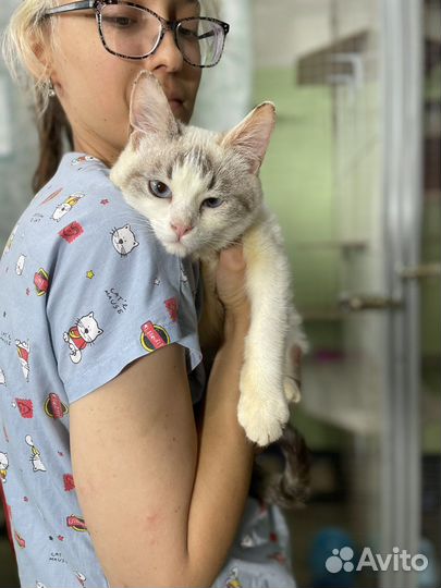 Кошечка в добрые руки