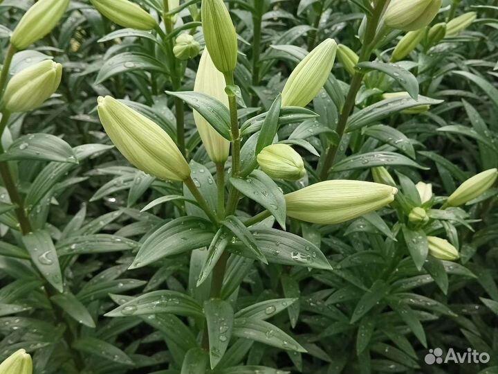 Лилии луковицы