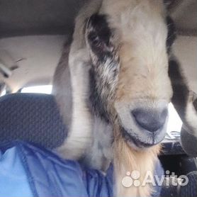 Связывание коз - Goat tying