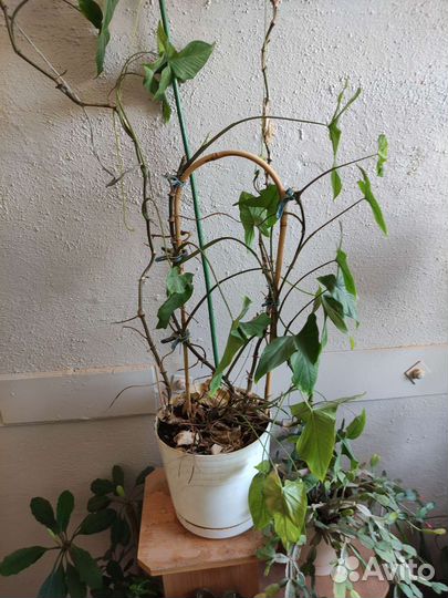 Дендробиум благородный и сингониум