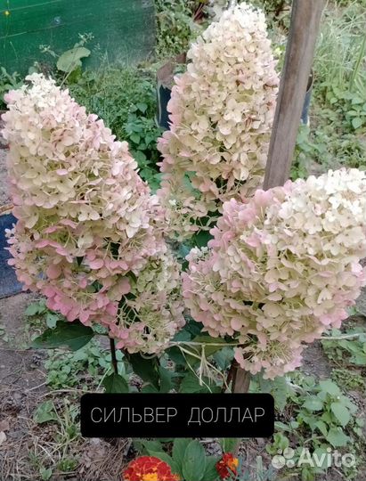 Гортензия метельчатая Селекшен,сильвер доллар
