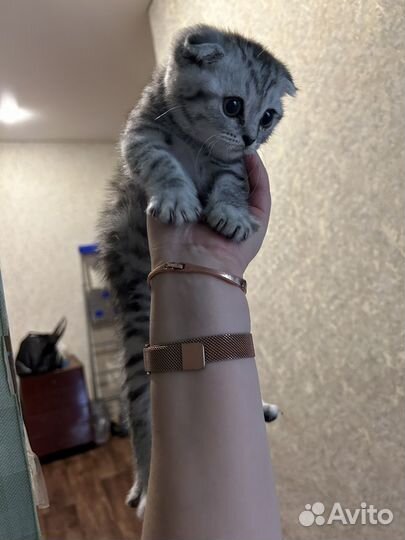 Отдам котенка в добрые руки