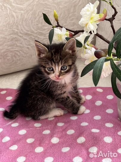 Котенок от сибирской кошки