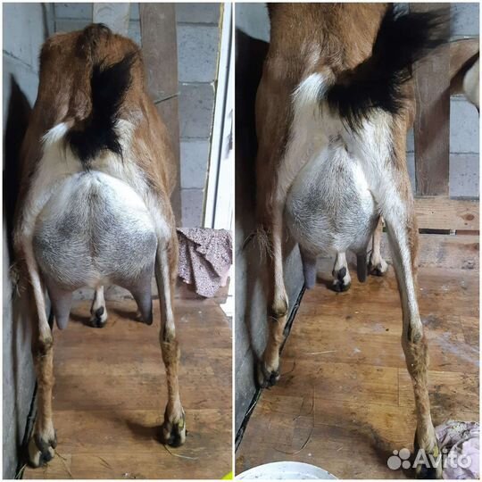 Нубийские козочки