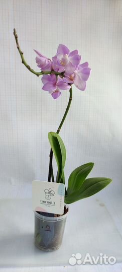 Орхидея фаленопсис мини