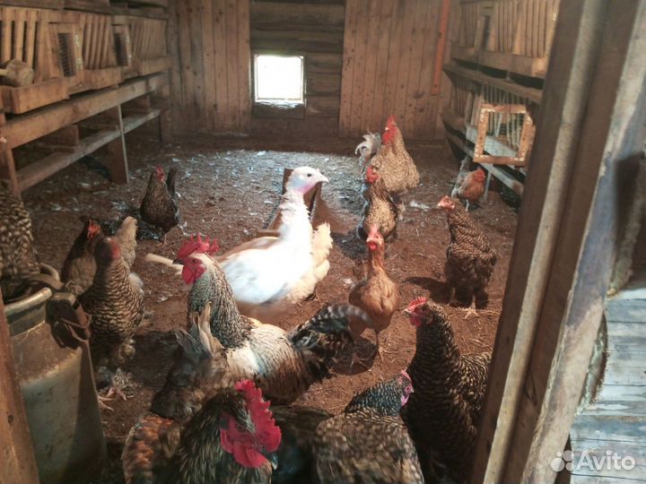 Продам животных