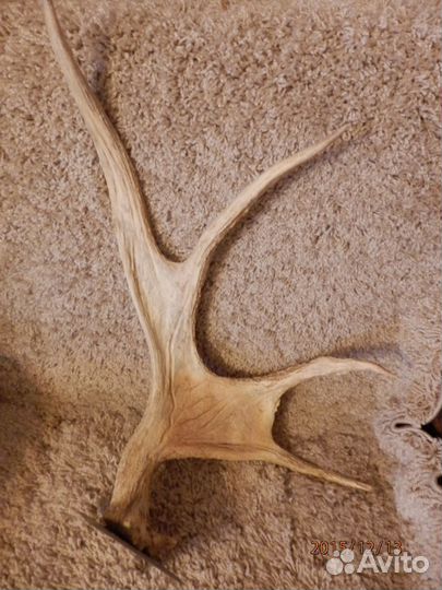 Рога лосиные