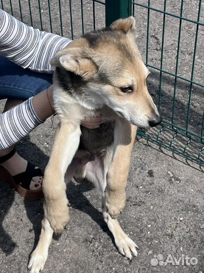 Щенок в добрые руки