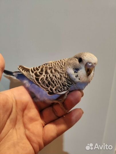 Птенцы волнистый попугай