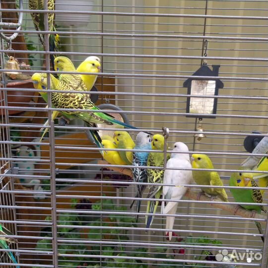 Молодые Волнистые попугаи