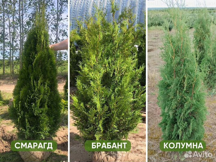 Туя Смарагд, Колумна, Брабант - от 15 штук. Достав