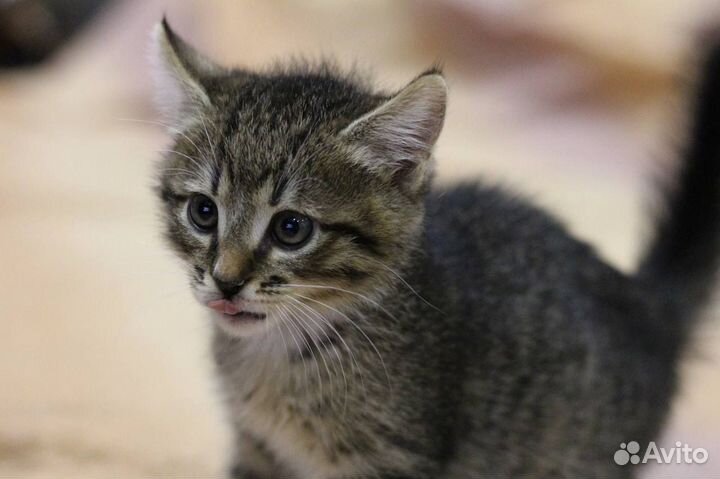 Котенок очень милый