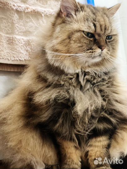 Самый веселый в мире кот Лео