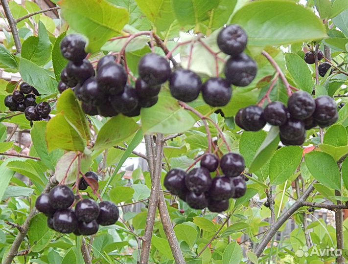 Черноплодная рябина, арония