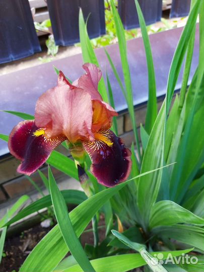 Астильба Катальпа Лилейник Хоста Пион Мята