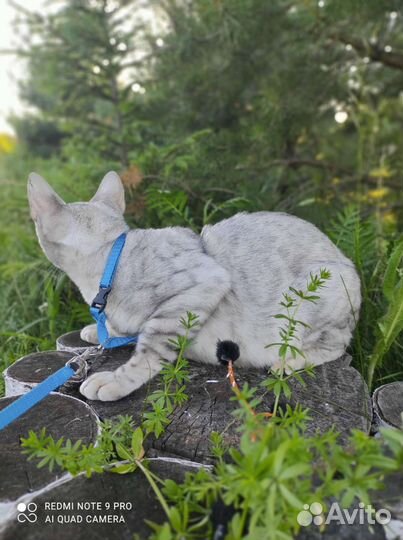 Бенгалы редких окрасов в добрые руки