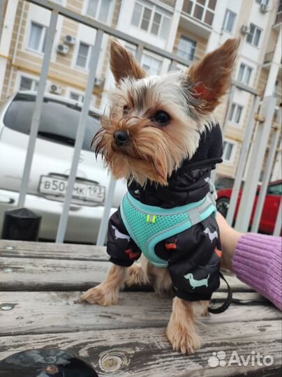 Животные вязка