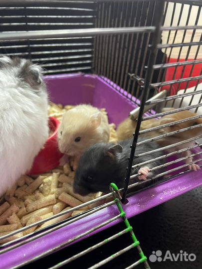 Продажа животных (хомяки, крысы, песчанки, мышки)